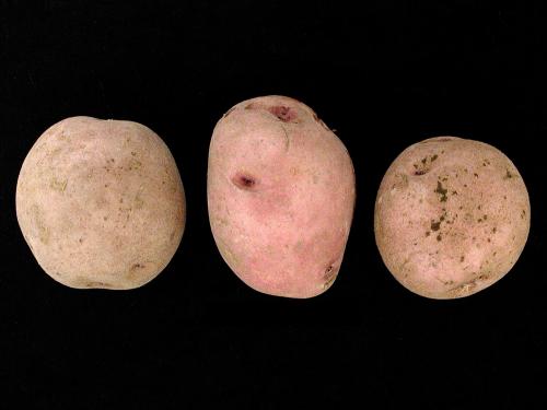 Pomme de terre - Rhizoctone brun (Rhizoctonia solani)