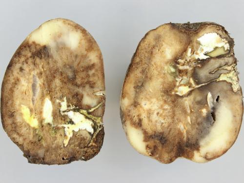 Pomme de terre - Pourriture sèche fusarienne (Fusarium sp.)