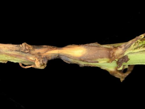 Pomme de terre - Dartrose (Colletotrichum coccodes)