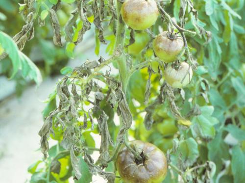 Tomate - Mildiou (Phytophthora infestans)