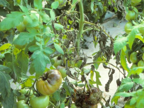 Tomate - Mildiou (Phytophthora infestans)