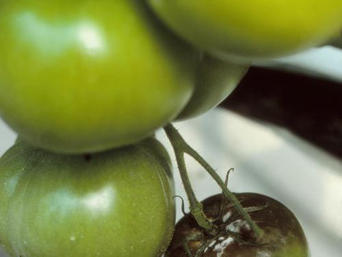 Tomate - Mildiou (Phytophthora infestans)