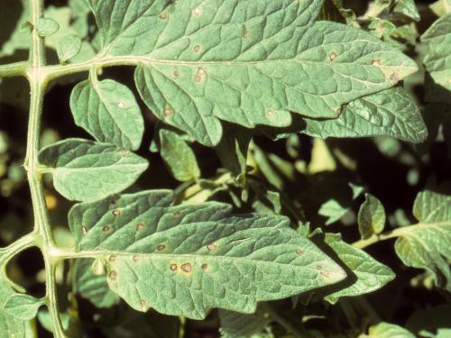 Tomate - Tache septorienne (Septoria lycopersici)