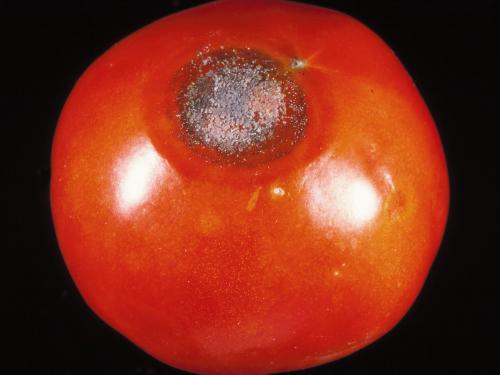 Tomate - Anthracnose (Colletotrichum coccodes)