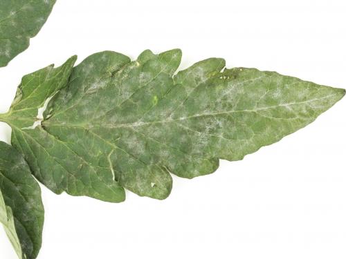 Tomate - Blanc (Erysiphe neolycopersici)