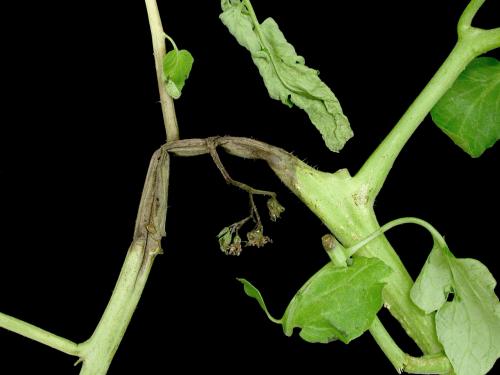 Tomate - Pourriture des racines et du collet (Phytophthora nicotianae)