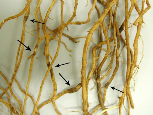 Tomate - Anthracnose (Colletotrichum coccodes)