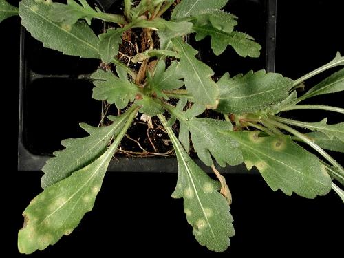 Gaillardes - Charbon blanc (Entyloma spp.)