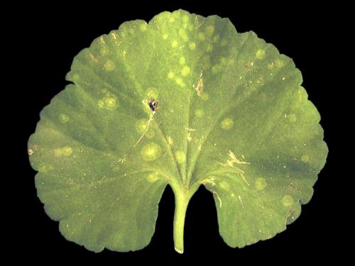 Géraniums - Rouille du pélargonium (Puccinia pelargonii-zonalis)_6