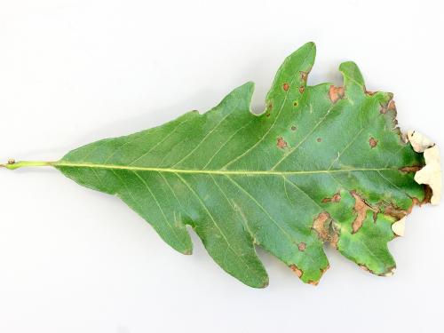 Chênes - Anthracnose (Apiognomonia errabunda)