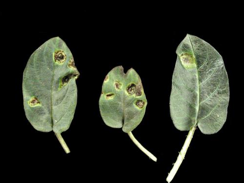 Lysimaques - Rouille (Puccinia sp.)