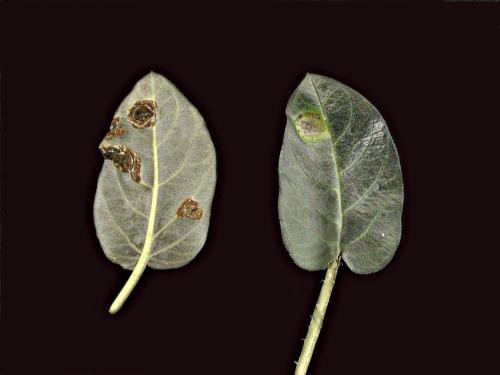 Lysimaques - Rouille (Puccinia sp.)