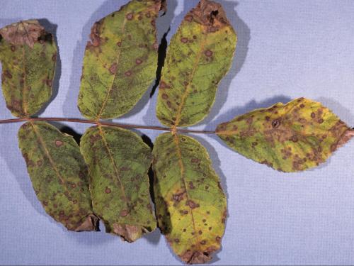 Noyers - Anthracnose (Ophiognomonia leptostyla)_1