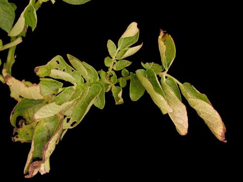 Pomme de terre - Virus de l'enroulement de la pomme de terre (PLRV)