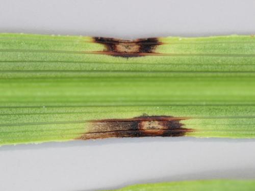 Dracénas - Anthracnose (Colletotrichum sp.)