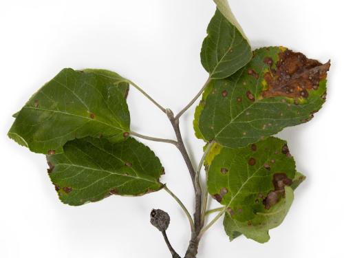 Pomme - Chancre à Botryosphaeria (Diplodia mutila)