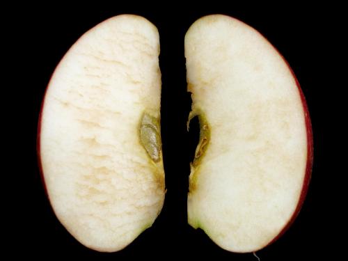 Pomme - Pourriture du cœur (Alternaria alternata)