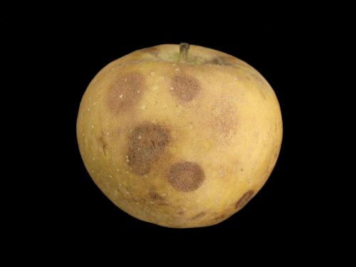 Pomme - Anthracnose (Neofabraea sp.)_2