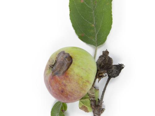 Pomme - Chancre à Botryosphaeria (Diplodia mutila)