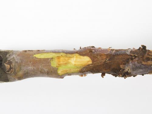 Pomme - Anthracnose (Neofabraea sp.)_6