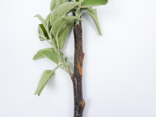 Pomme - Anthracnose (Neofabraea sp.)_18