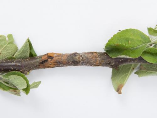 Pomme - Anthracnose (Neofabraea sp.)_19