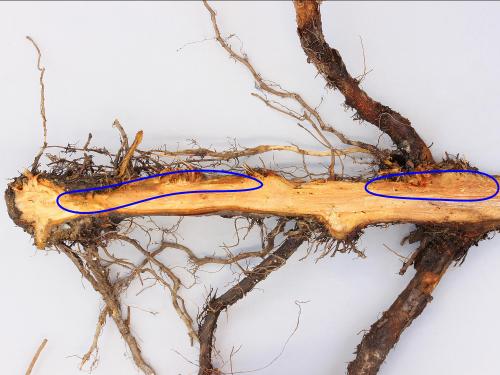 Pomme - Pourriture des racines et du collet (Phytophthora cactorum)