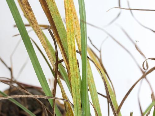 Gazons - Rouille couronnée (Puccinia coronata f.sp. avenae)