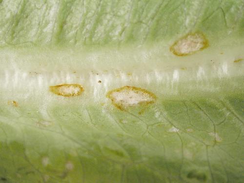 Laitues - Anthracnose (Microdochium panattonianum)