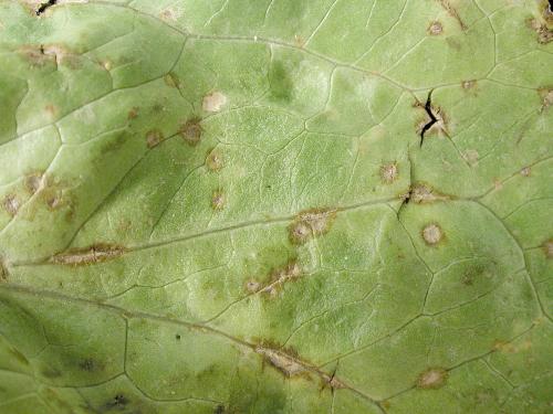 Laitues - Anthracnose (Microdochium panattonianum)