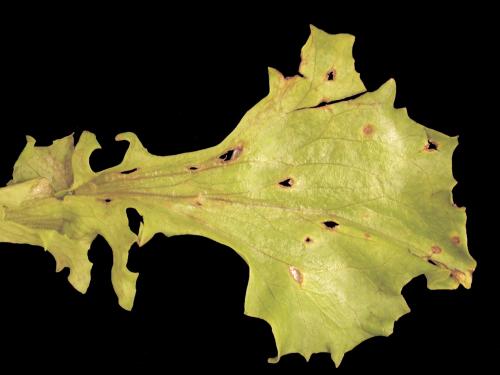 Laitues - Anthracnose (Microdochium panattonianum)