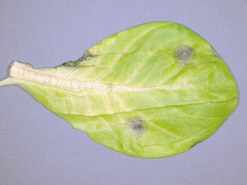 Laitues - Tache cercosporéenne (Cercospora sp.)