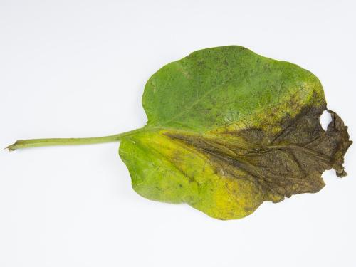 Aubergine - Verticilliose (Verticillium dahliae)