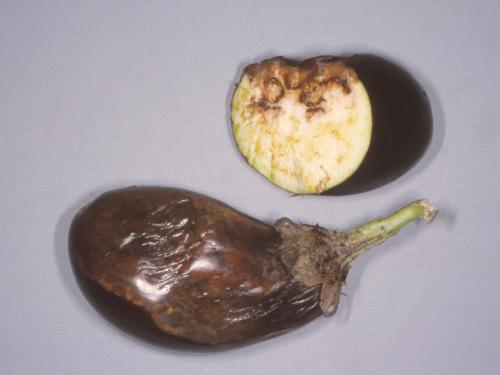 Aubergine - Dépérissement phytophthoréen (Phytophthora capsici)