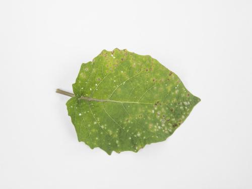 Cerise de terre - Tache cercosporéenne (Cercospora sp.)