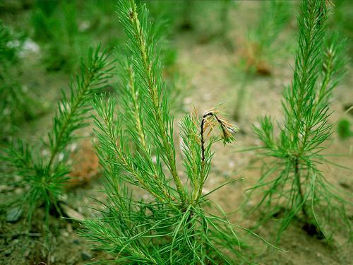 Arbres de Noël (sapins) - Brûlure phomopsienne (Diaporthe juniperivora)