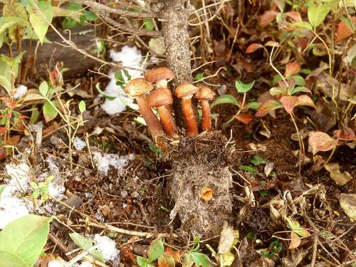 Arbres de Noël (sapins) - Pourridié-agaric (Armillaria spp.)