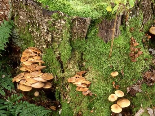 Arbres de Noël (sapins) - Pourridié-agaric (Armillaria spp.)