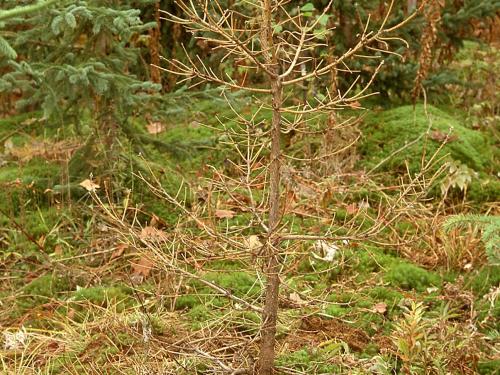 Arbres de Noël (sapins) - Pourridié-agaric (Armillaria spp.)