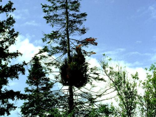 Arbres de Noël (sapins) - Rouille balai de sorcière (Melampsorella caryophyllacearum)