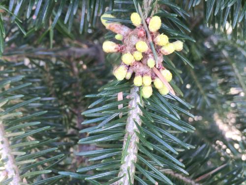 Arbres de Noël (sapins) - Rouille balai de sorcière (Melampsorella caryophyllacearum)