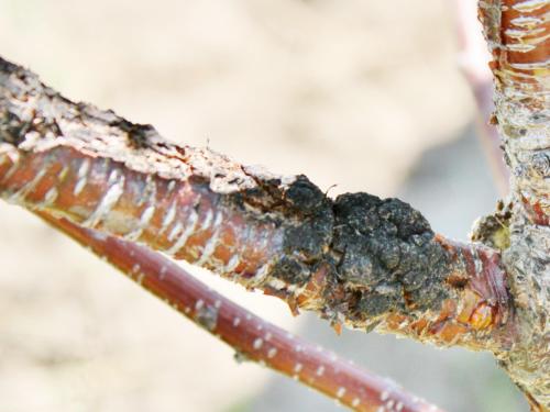 Cerise - Nodule noir (Apiosporina morbosa)