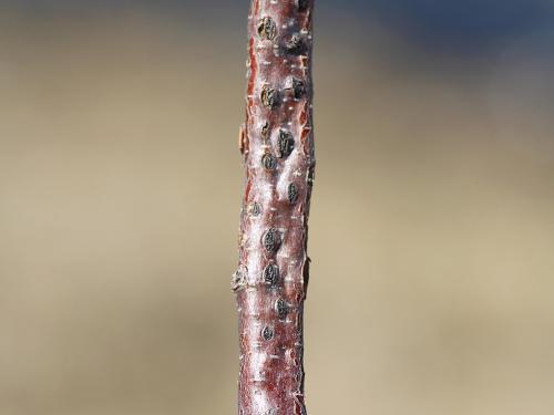 Noisetier - Brûlure orientale du noisetier (Anisogramma anomala)