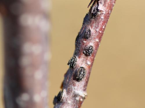 Noisetier - Brûlure orientale du noisetier (Anisogramma anomala)