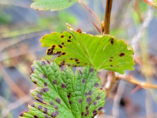 Groseille - Anthracnose (Drepanopeziza ribis)