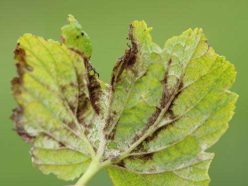 Cassis - Blanc (Podosphaera mors-uvae)