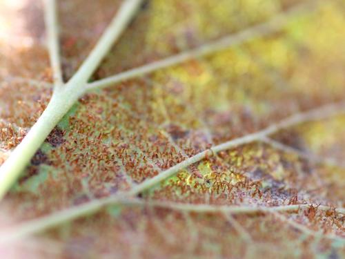 Cassis - Rouille vésiculeuse du pin blanc (Cronartium ribicola)