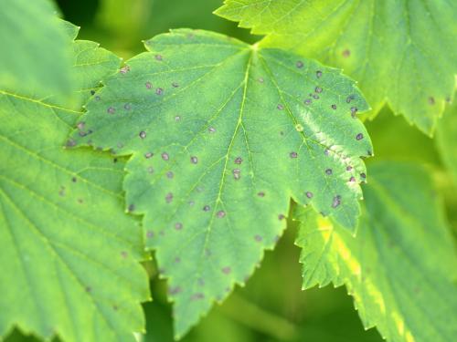 Cassis - Tache septorienne (Septoria ribis)