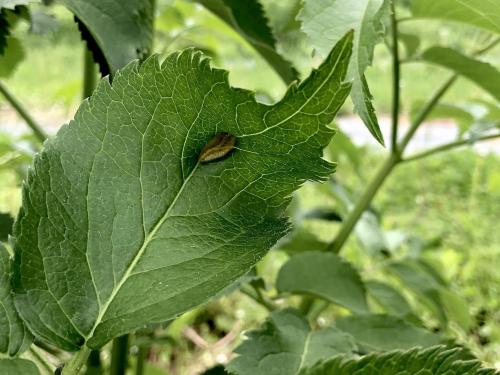 Sureau blanc - Rouille (Puccinia sambuci)