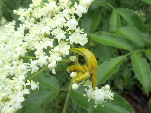 Sureau blanc - Rouille (Puccinia sambuci)